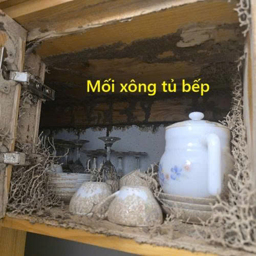 mối xông tủ bếp